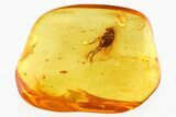 Fossil Fly (Diptera), Mite (Acari) & Thrip (Thysanoptera) In Amber #310973-1